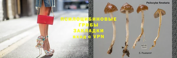 хмурый Белокуриха
